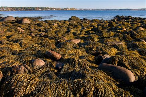 Ecosystem Characteristics and Functions - Rocky Shoreline