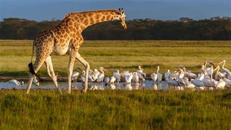 Rothschild's Giraffe (Giraffa camelopardalis) and pelicans in Lake Nakuru National Park, Kenya ...