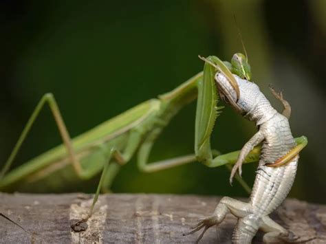 What Do Praying Mantis Eat - Praying Mantis Diet - Zooologist