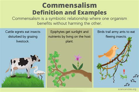 Top 136+ Interdependence of plants and animals examples - Merkantilaklubben.org