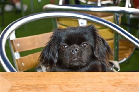 7 Tibetan Spaniel Temperament Traits, and Important Facts Every Owner ...