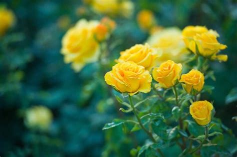 The Complete Guide to Transplanting Rose Bushes in 5 Simple Steps - Minneopa Orchards