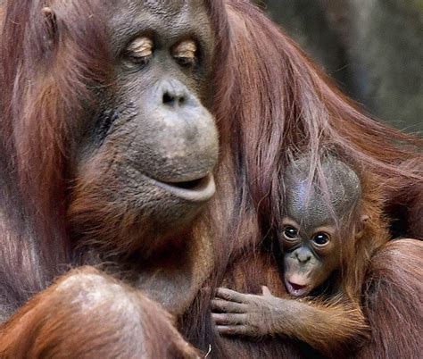 Watch: Baby orangutan debuts at Chicago-area zoo | U.S. News | Dallas News