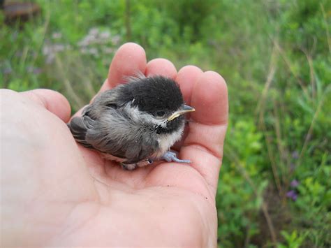 World Bird Sanctuary: Backyard Birds: The Carolina Chickadee