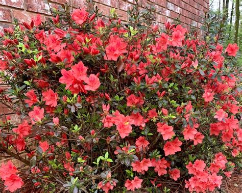 Azalea Plant Azalea Evergreen Shrub Fashion Azalea Red | Etsy