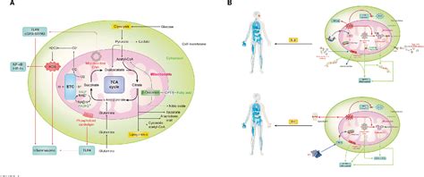 Mitochondria in innate immunity signaling and its therapeutic ...