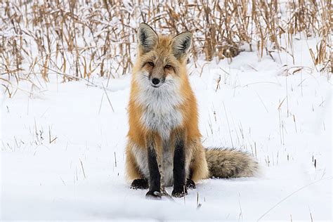 mammals_2016_dsc6987-red-fox-sitting - Bonnie Flamer Photography | Bonnie Flamer Photography