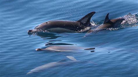 How do Whales and Dolphins Sleep? - Auckland Whale & Dolphin Safari