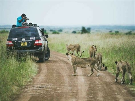 Game Viewing in Nairobi National Park | Kenya Wildlife Safari Activities