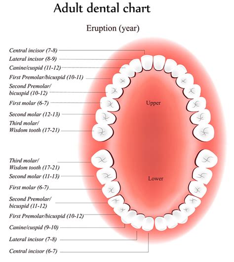 [DIAGRAM] Label Tooth Diagram - MYDIAGRAM.ONLINE