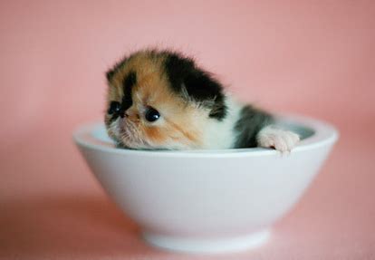 teacup kitten | Teacup kitten, Cute animals, Teacup animals