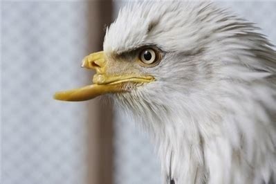 Beauty the Bald Eagle to Receive a New Beak Kids News Article