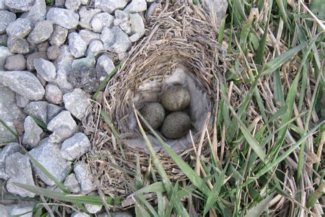 Horned Lark nest / eggs | Voice of America Park, West Cheste… | Flickr