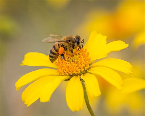 bee on flowers - Green Queen