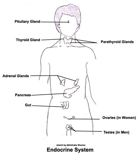 endocrine system diagram for kids - ModernHeal.com