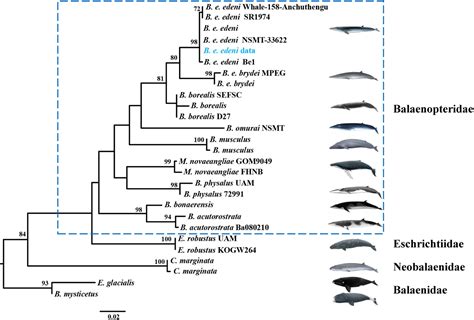 Frontiers | DNA Barcoding Technology Used to Successfully Sub-Classify a Museum Whale Specimen ...