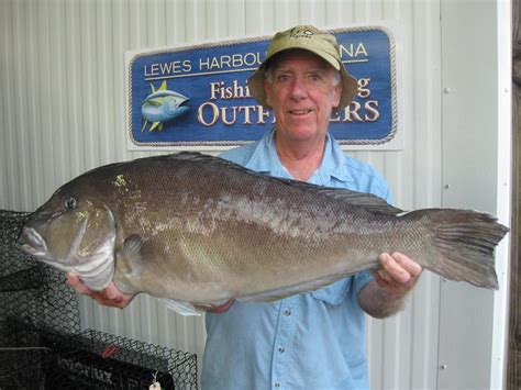 Pending Delaware State Blueline Tilefish record