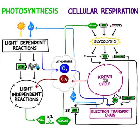 Cellular respiration in plants experiment | Animal Big