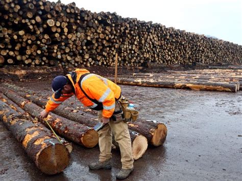 Potlatch, Deltic Timber to combine in all-stock lumber industry deal