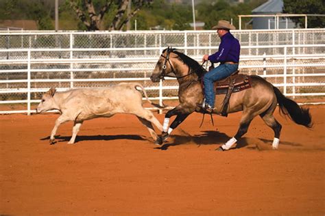 Making the Cow-Horse Connection - Western Horseman