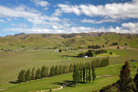 Marlborough Golf Club, Vineyard Photograph by David Wall - Fine Art America