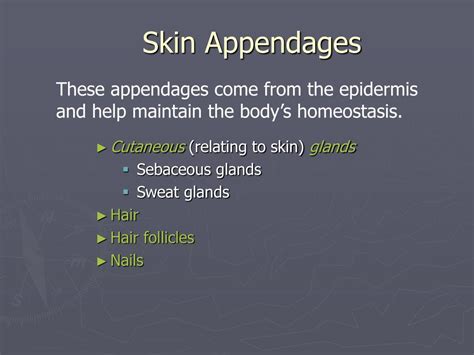 PPT - Skin Appendages PowerPoint Presentation, free download - ID:984518