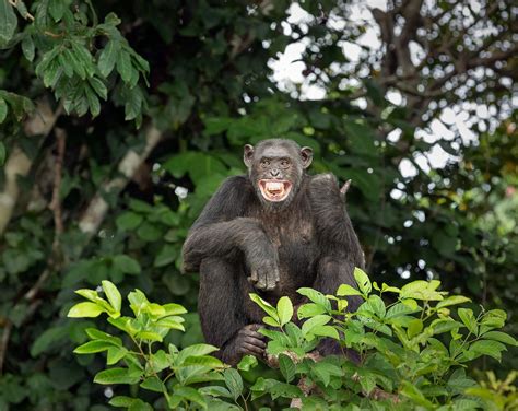 Cameroon | Cameroon, Wildlife animals, Great ape