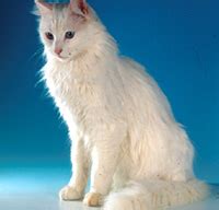 cats lover: Angora cat