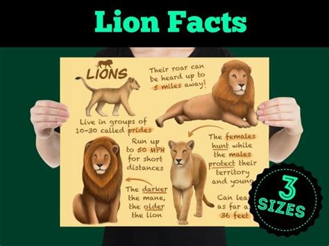 Lions Educational Poster Wildlife Fun Facts for Kids and | Etsy in 2022 | Fun facts for kids ...