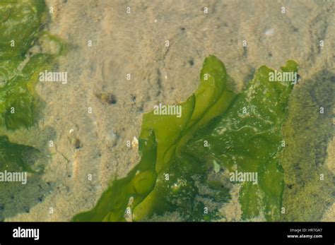 Seaweed Underwater Stock Photos & Seaweed Underwater Stock Images - Alamy