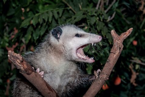 What are possums good for? Here's why you may want them in your yard