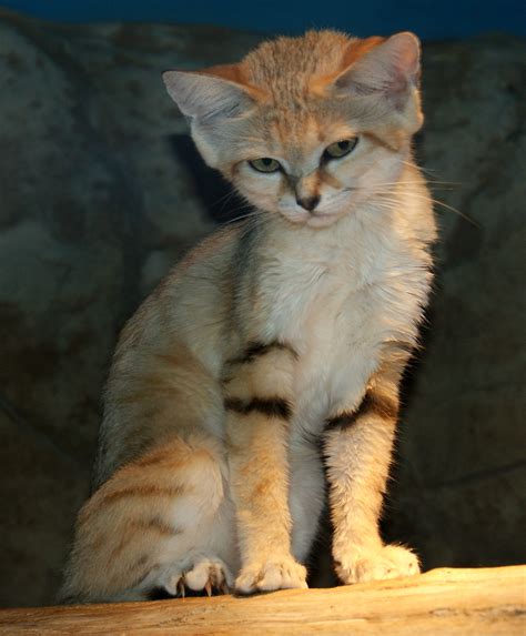 File:Felis margarita 10.jpg - Wikipedia