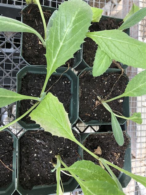 Organic Artichoke Seedling 3 in pot | Long Life Farm