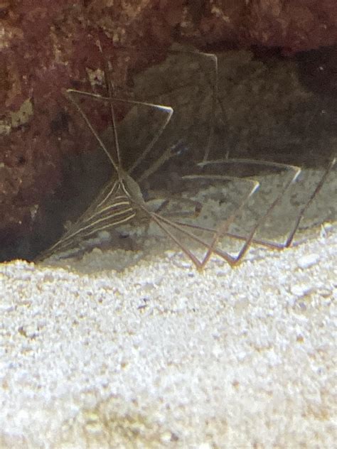 Is my arrow crab molting or dead? (Nsfw just in case) ・ popular.pics ...