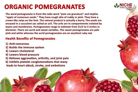 Pomegranate Juice (PJ) And Pomegranate Extract (PE) Against Download ...