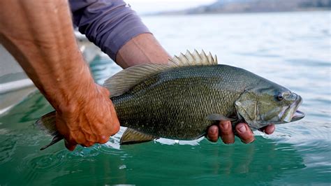 Top 5 Lures For Smallmouth Bass Fishing Success - Somnusthera