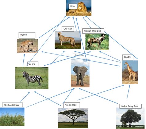 Food Web - The savanna Biome