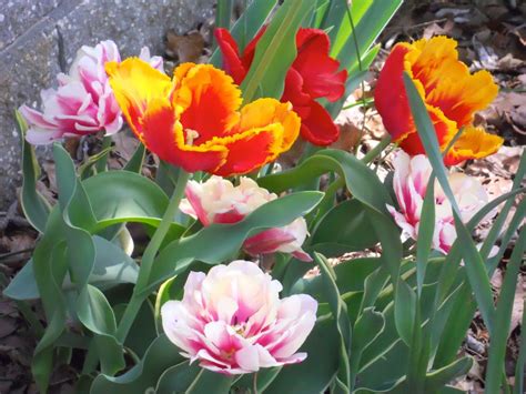 Tulip Types and Varieties — Gardening Charlotte