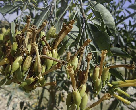 Nicotiana glauca - Plant Biodiversity of South-Western Morocco