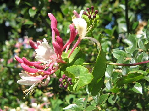 Lonicera Caprifolium – NutraWiki