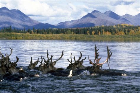 7 surprising sights you can find at Kobuk Valley National Park