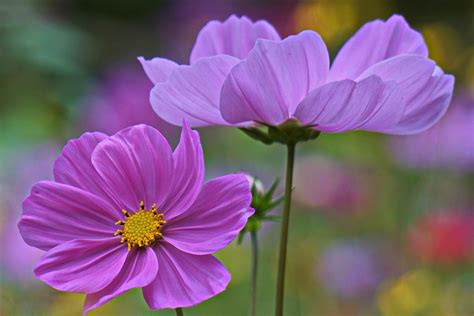 Download Purple Flower Flower Nature Cosmos HD Wallpaper