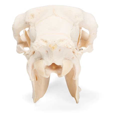 Sheep skull, m - 1021029 - T300181m - Çiftlik Hayvanlar - 3B Scientific