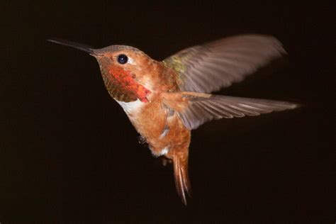 Colorado Hummingbirds