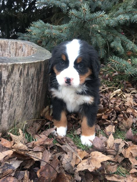 Bernese Mountain Dog Puppies For Sale | New Haven, IN #267281