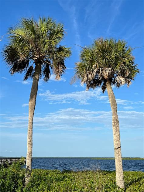 Sabal Palm Cabbage Palm Sabal Palmetto 20 Seeds - Etsy Denmark