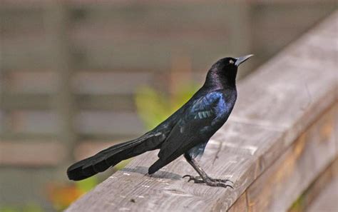 Common Grackle - Quiscalus quiscula | Wildlife Journal Junior