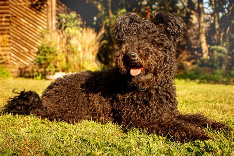 Pumi Pictures and Informations - Dog-Breeds.com