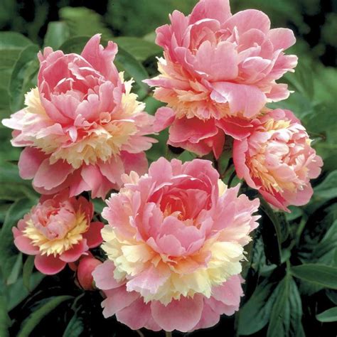 Multi-Color Rare Peony Seeds, 10pcs/pack – GreenSeedGarden