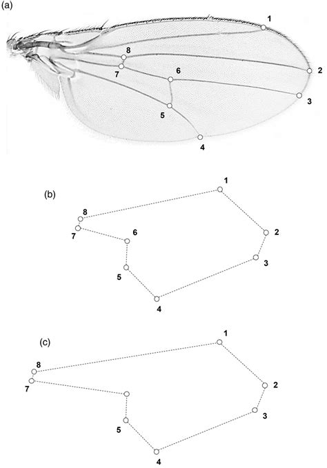 (a) Homologous landmarks on a wing of Drosophila melanogaster; (b,c ...